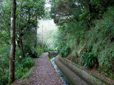 Tree lined walk with lavada to right side