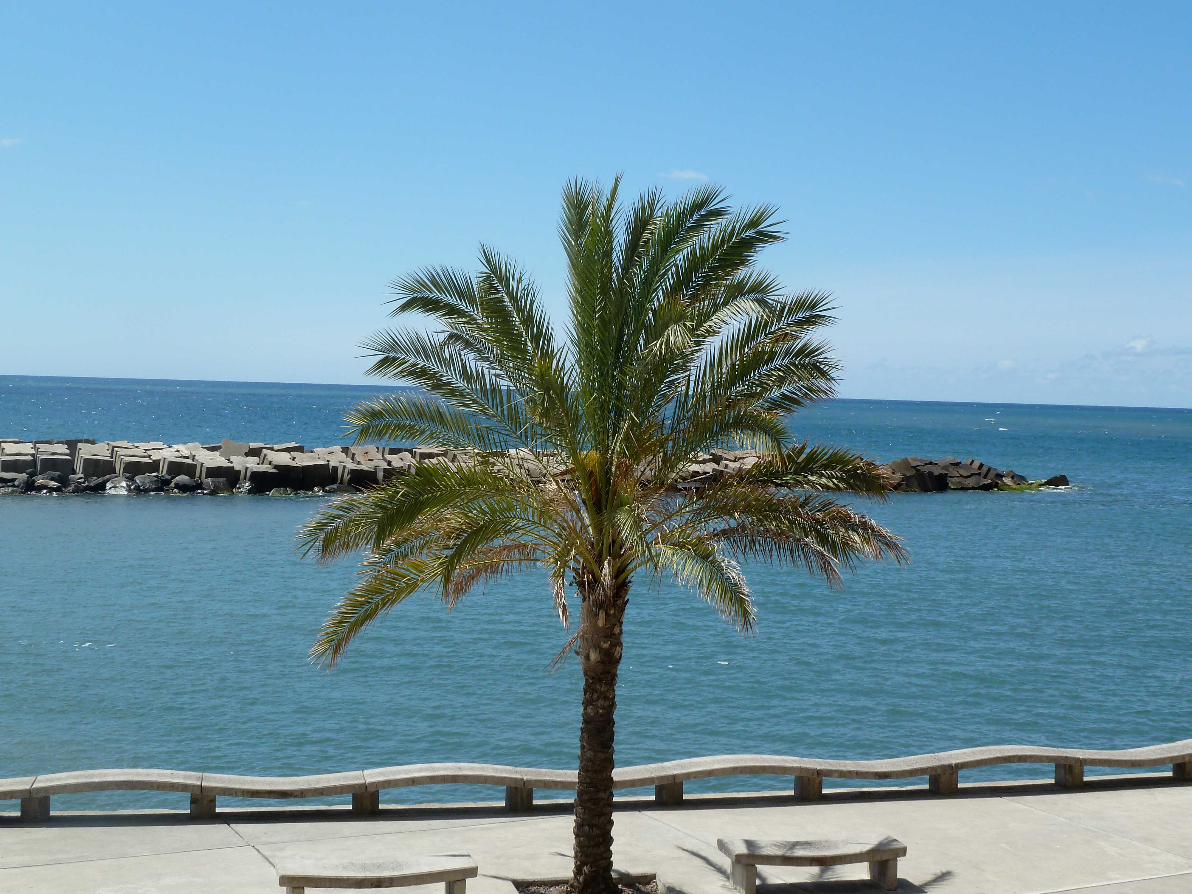 Palm tree in Calheta